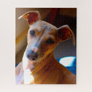 Italienischer Jagdhund. Puzzle