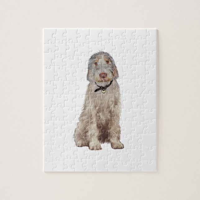 Italienischer Spinone (A) - Weizenfarben (Vertikal)