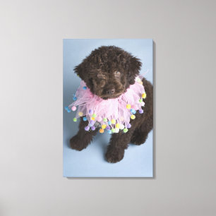 Italienischer Welpe des Wasser-Hund(Lagotto) Leinwanddruck