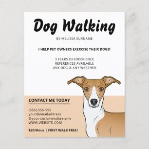 Italienischer Windhund Rehbraun und Weiß - Hundefü Flyer