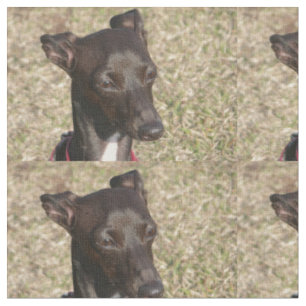 italienisches greyhound.png stoff