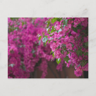 Italy, Sicily, Cefalu, Flowered Courtyard by Postkarte