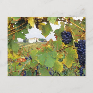 Italy, Tuscany Farmhouse viewed through Postkarte