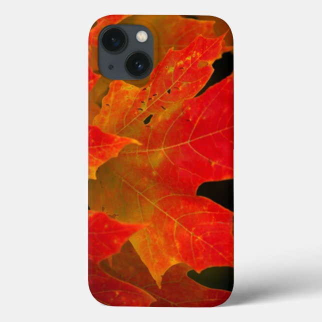 Itasca Staat Park, Herbstfarben 2 Case-Mate iPhone Hülle (Rückseite)