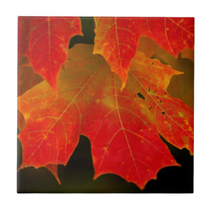 Itasca Staat Park, Herbstfarben 2 Fliese