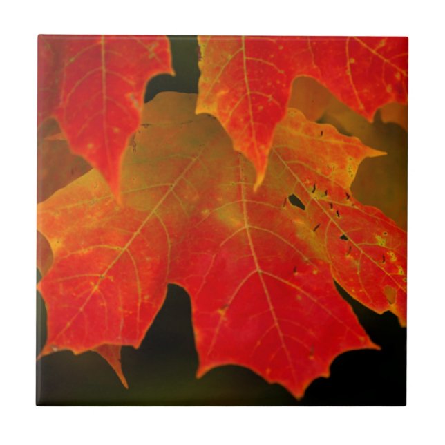 Itasca Staat Park, Herbstfarben 2 Fliese (Vorderseite)