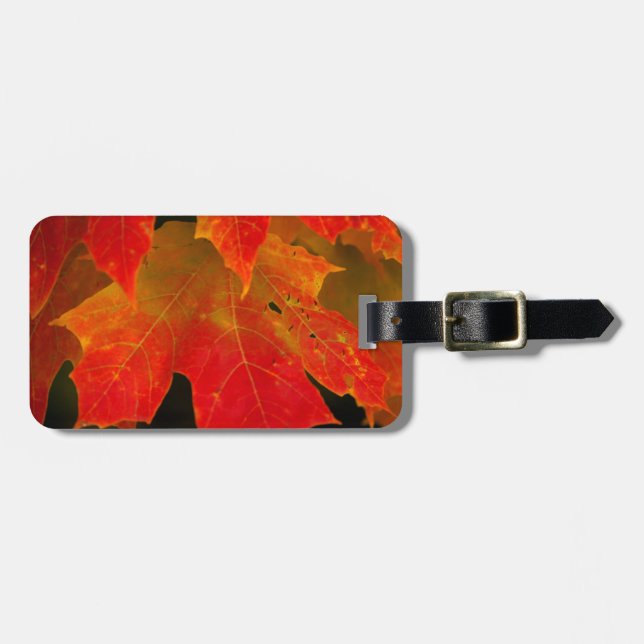 Itasca Staat Park, Herbstfarben 2 Gepäckanhänger (Vorderseite horizontal)