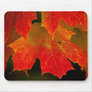 Itasca Staat Park, Herbstfarben 2 Mousepad
