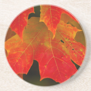 Itasca Staat Park, Herbstfarben 2 Sandstein Untersetzer