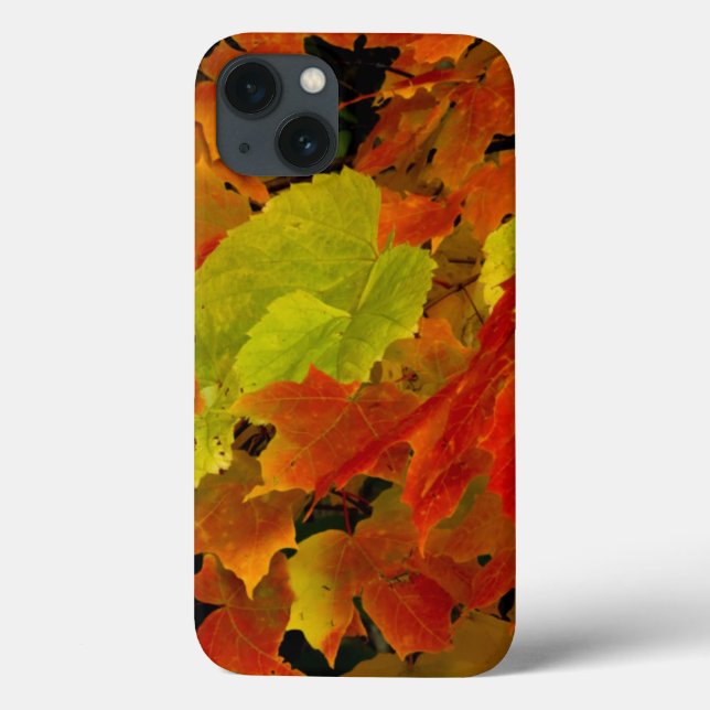 Itasca Staat Park, Herbstfarben Case-Mate iPhone Hülle (Rückseite)