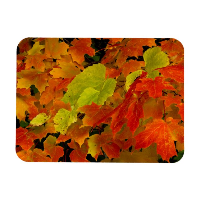 Itasca Staat Park, Herbstfarben Magnet (Horizontal)