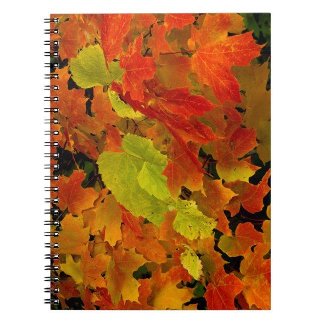 Itasca Staat Park, Herbstfarben Notizblock (Vorderseite)