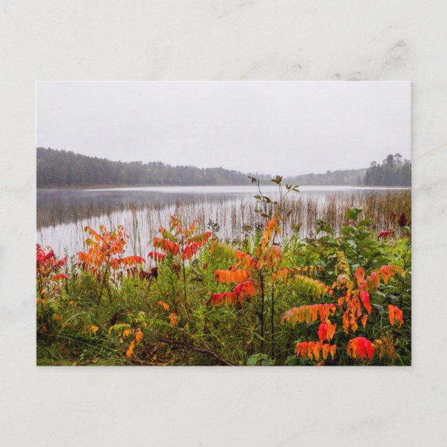 Itasca Staat Park | Minnesota Postkarte (Vorderseite)