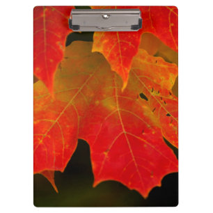 Itasca Staats-Park, Herbstfarben 2 Klemmbrett