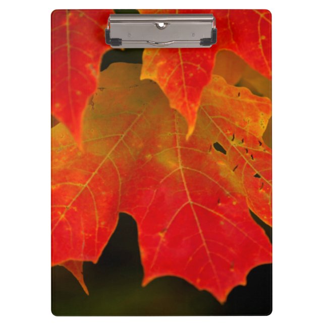 Itasca Staats-Park, Herbstfarben 2 Klemmbrett (Vorderseite)