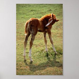 Itchy Foal Poster
