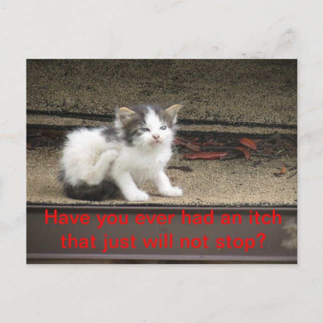 Itchy Kitten Postkarte (Vorderseite)