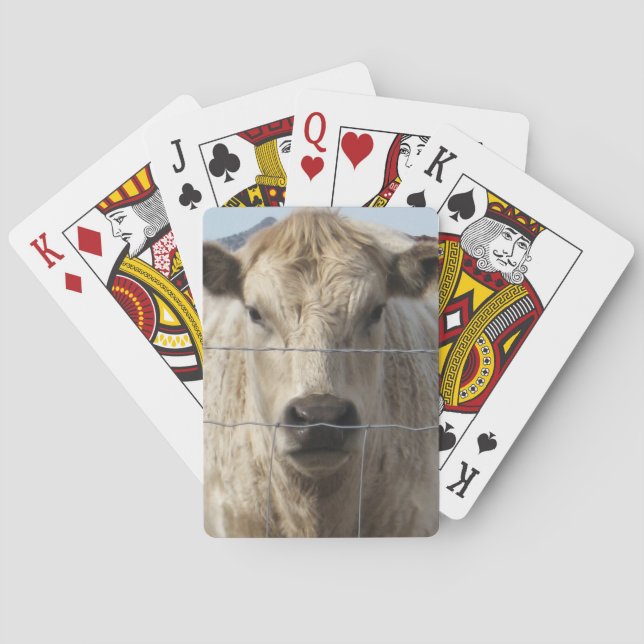 It's a Roundup Cattle Charolais Face Western Spielkarten (Rückseite)