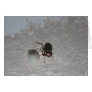 Itsy Bitsy Spider #2