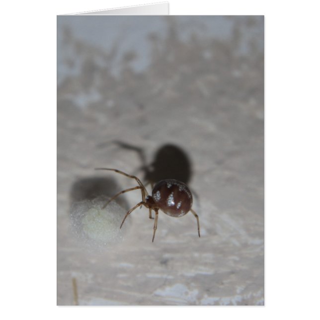 Itsy Bitsy Spider #2 (Devant)