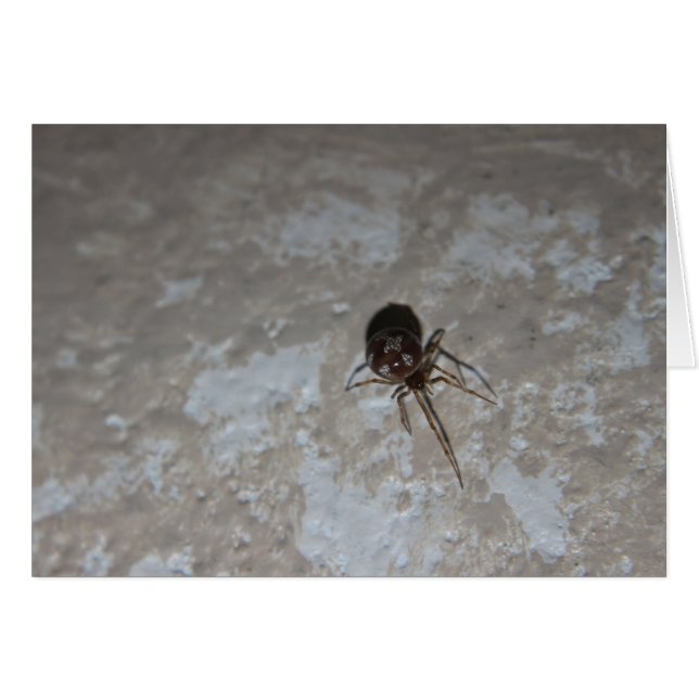 Itsy Bitsy Spider #3 (Vorderseite (Horizontal))