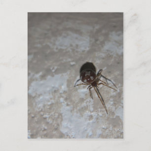 Itsy Bitsy Spider #3 Postkarte