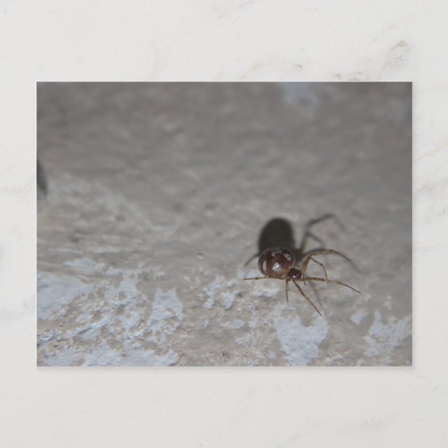 Itsy Bitsy Spider Postkarte (Vorderseite)