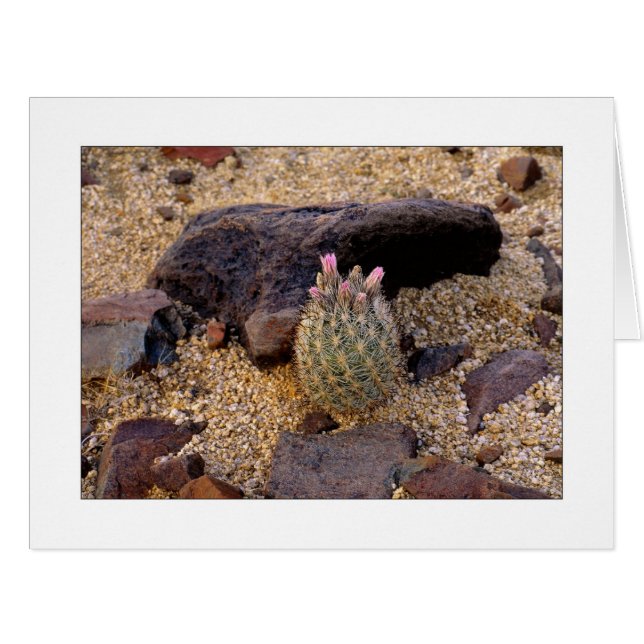 "Itty Bitty Barrel Cactus" (Vorderseite (Horizontal))