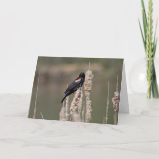 IV. Gerade ist eine Amsel auch eine Karte