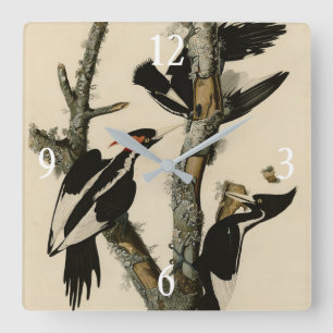 Ivory-billed Woodpecker Audubon's Birds of America Quadratische Wanduhr