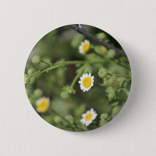 Ivory Desert Rock Daisy Wildblumen Coachella Hinte Button (Vorderseite)