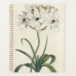 Ivory Garden Planer