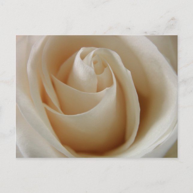 Ivory White Rose Blume Postkarte (Vorderseite)