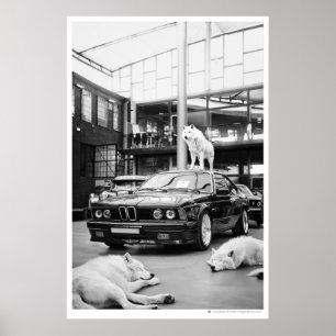 Ivory Wolf Coal Wölfe und Auto Poster