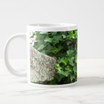 Ivy and Lichens - Martha's Vineyard