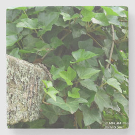 Ivy and Lichens - Martha's Vineyard Steinuntersetzer