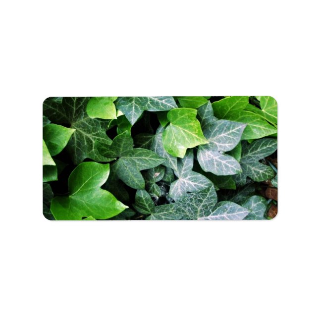 Ivy Blätter Adressaufkleber (Vorne)