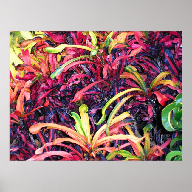 Ivy coloré - Poster (Devant)