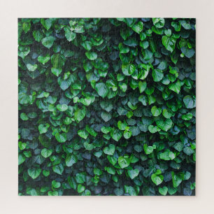 Ivy grüne Wand: natürliche Oberfläche.