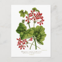 Ivy-leaf Geranium