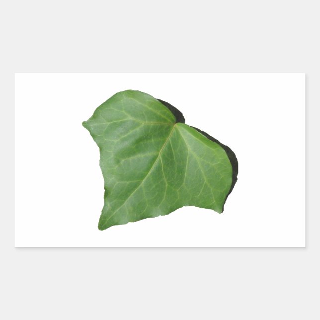 Ivy Leaf Rechteckiger Aufkleber (Vorderseite)