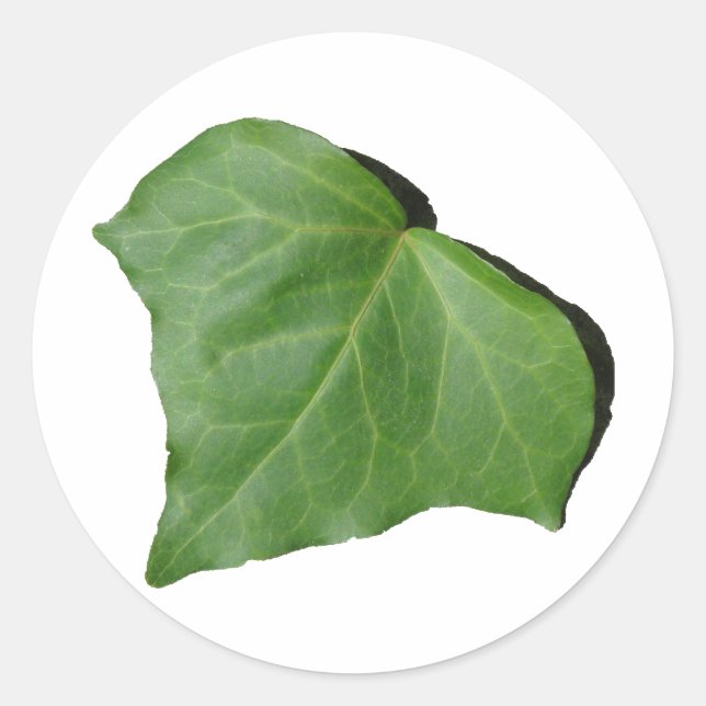 Ivy Leaf Runder Aufkleber (Vorderseite)