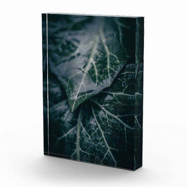 Ivy Nature Foto (Rechts)