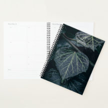 Ivy Nature Foto