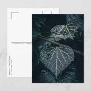 Ivy Nature Foto Postkarte