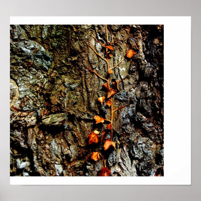 Ivy on Tree Bark Poster (Vorne)