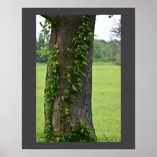 Ivy on Tree Poster (Vorne)