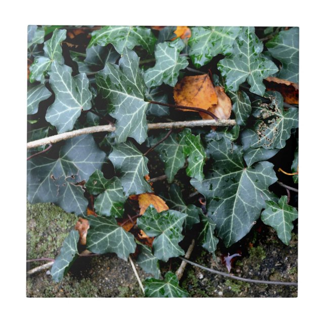 Ivy und Felsstein Fliese (Vorderseite)