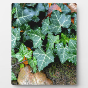 Ivy und Felsstein Fotoplatte