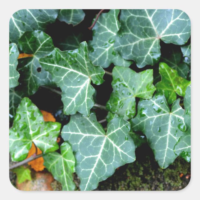 Ivy und Felsstein Quadratischer Aufkleber (Vorderseite)